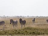 Africa 102 : Africa, Animal, Botswana, Makgadikgadi, Mammal, Zebra